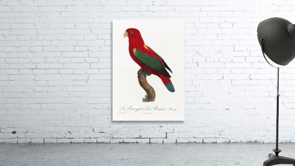 Chattering lory  Wall Preview
