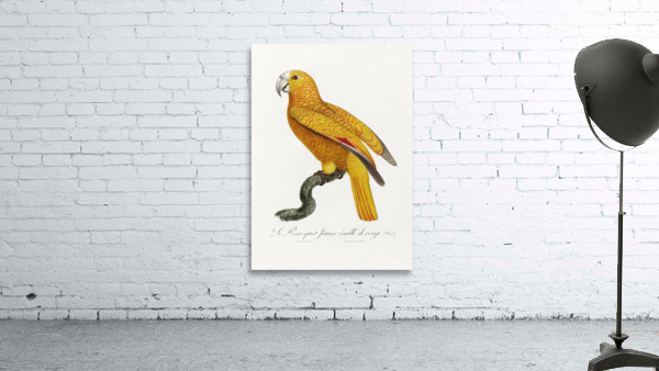 Yellow parrot  Wall Preview