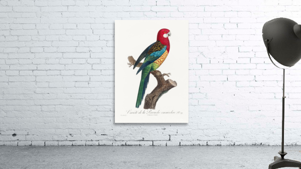 Eastern rosella  Wall Preview