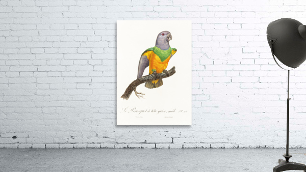 Senegal parrot  Wall Preview