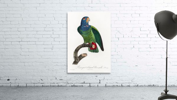 Blue-headed pionus  Wall Preview