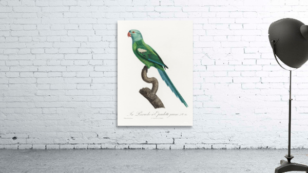 Yellow-shouldered parrot  Wall Preview