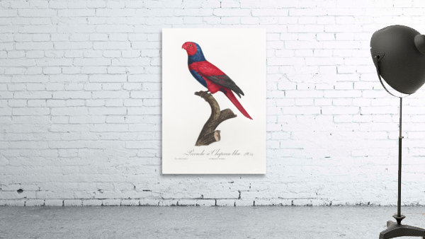 Violet-necked lory  Wall Preview