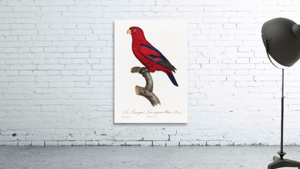 Red Lory  Wall Preview