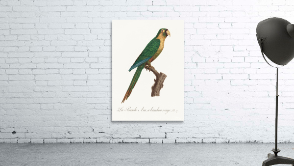 Musk lorikeet  Wall Preview