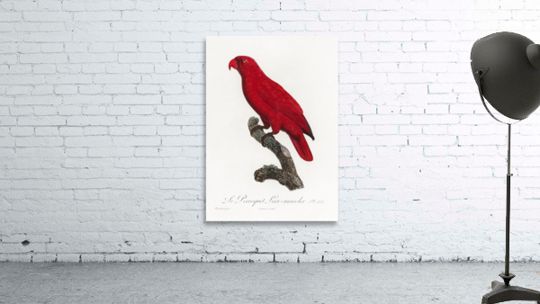 Cardinal lory  Wall Preview