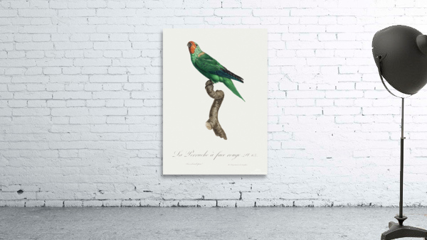 Red-faced parrot  Wall Preview