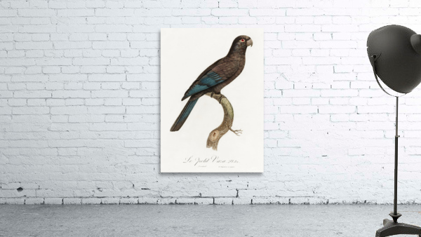 Lesser vasa parrot  Wall Preview