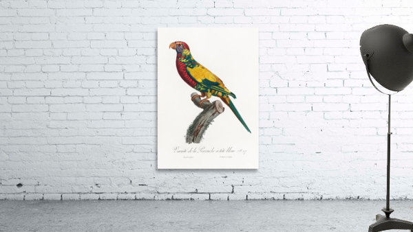 Rainbow lorikeet  Wall Preview