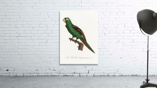Eclectus parrot  Wall Preview