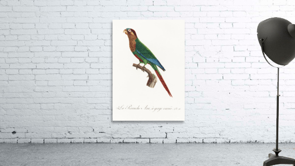 Wave-breasted parakeet  Wall Preview