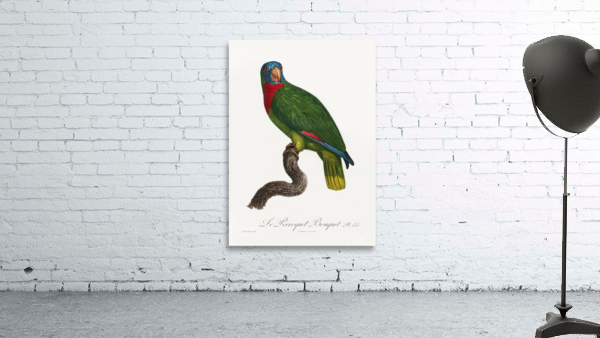 Red-necked parrot  Wall Preview