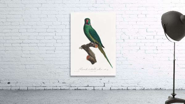 Rose-ringed parakeet  Wall Preview