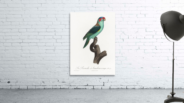 Musk lorikeet  Wall Preview