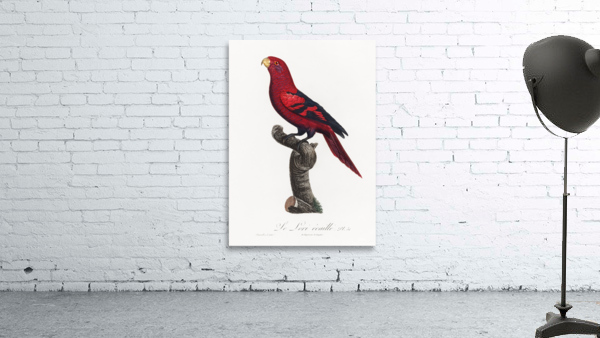 Violet-necked lory  Wall Preview