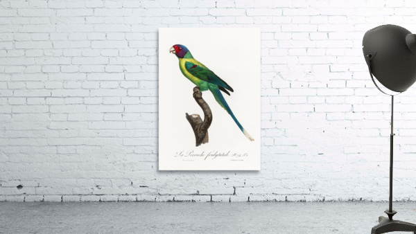 Plum-headed parakeet  Wall Preview