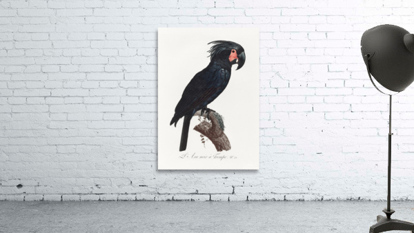 Goliath cockatoo  Wall Preview