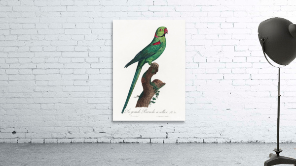 Ring-necked parakeet  Wall Preview