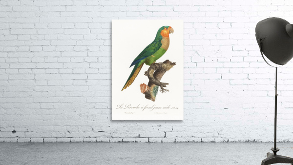 Yellow-headed parrot  Wall Preview