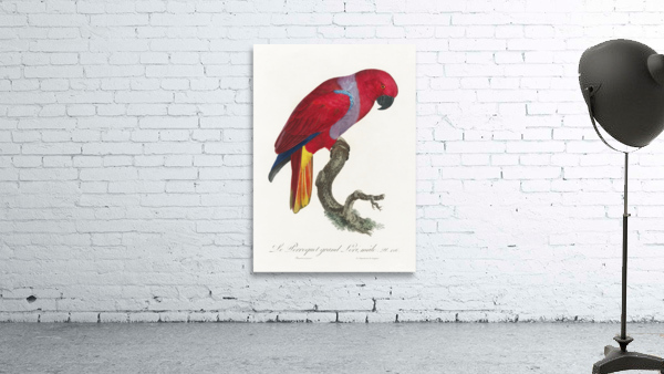 Eclectus parrot  Wall Preview