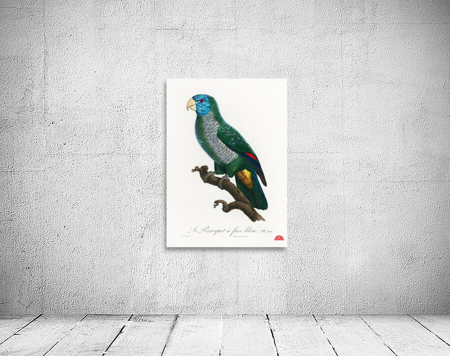 Eclectus parrot  Wall Preview