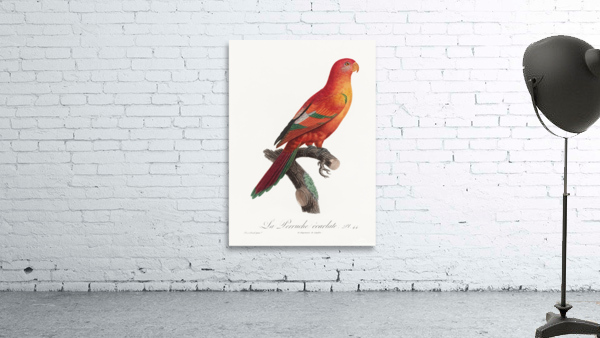 Crimson shining parrot  Wall Preview