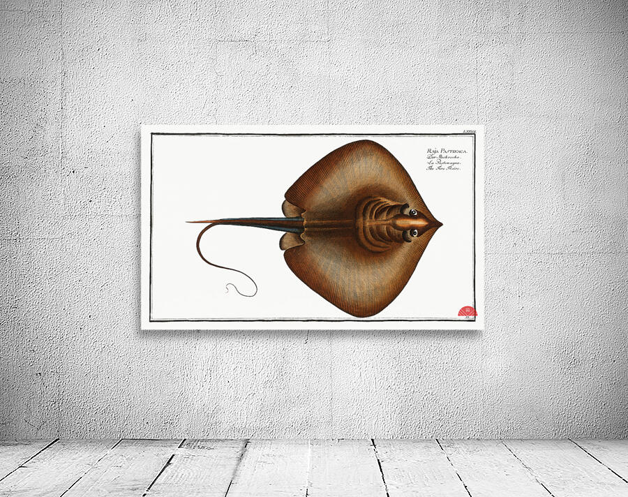 Fire Flaire Raja Pastinaca Wall Preview