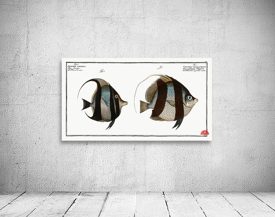 1. Chaetodon macrolepidotus 2. Chaetodon cornutus Wall Preview