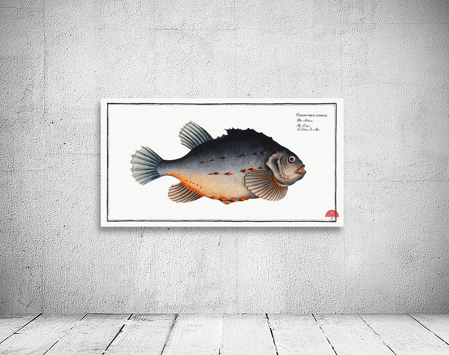 Lump Cycloterus lumpus Wall Preview