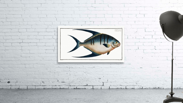 Chaetodon glaucus Wall Preview