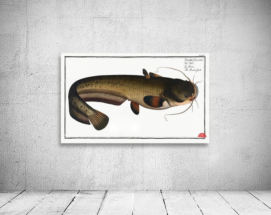 Sheat-fish Silurus Glanis Wall Preview