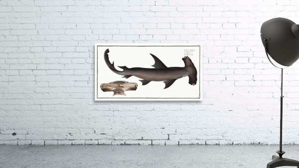 Balance Fish Squalus Zygaena Wall Preview