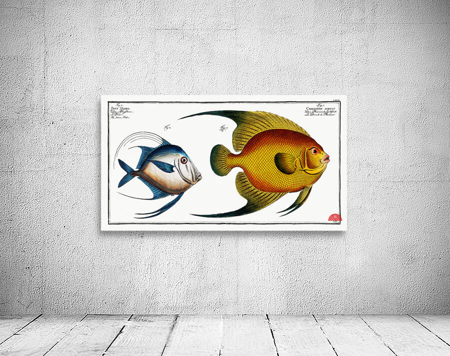 1.Chaetodon aureus 2. Silver Fish Zeus Vomer Wall Preview