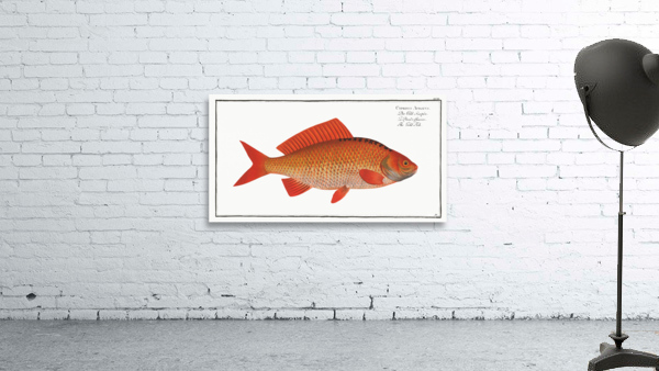 Gold-Fish Cyprinus Auratus Wall Preview