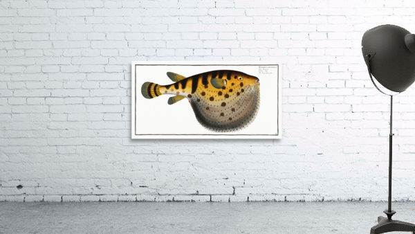 Starry Globe-fish Tetrodon Lagocephalus Wall Preview