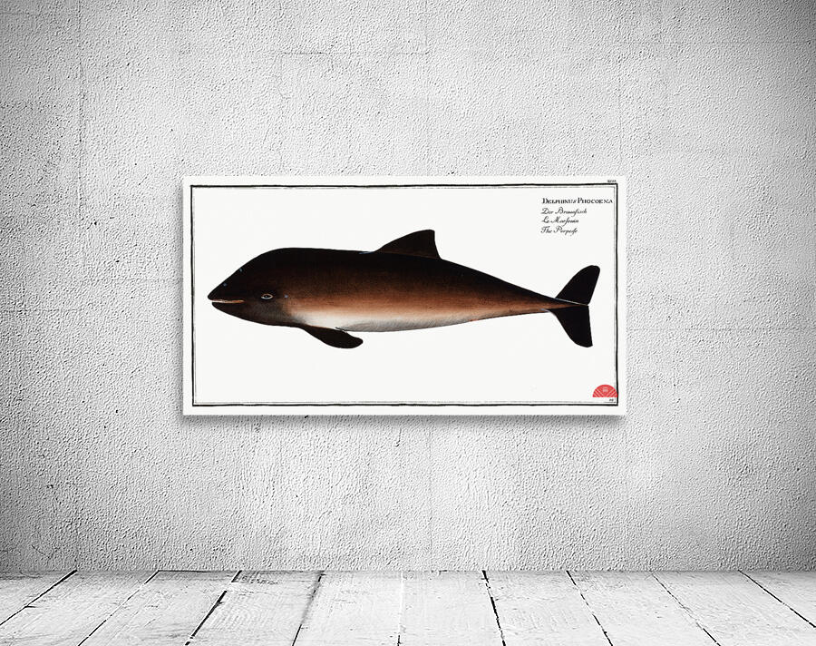 Porpesse Delphinus Phocoena Wall Preview