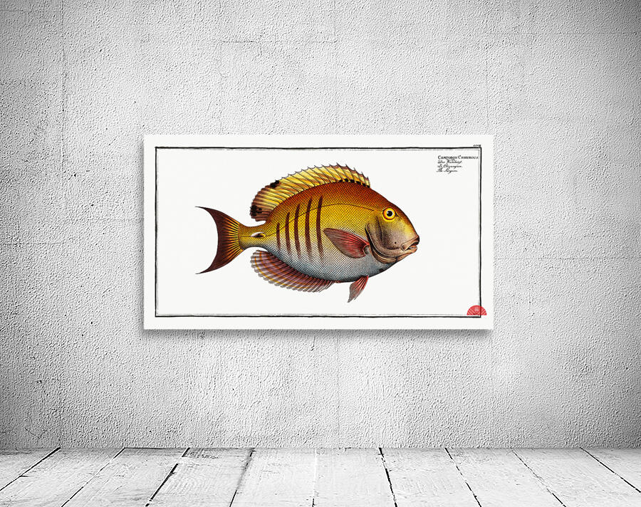 Surgeon Chaetodon Chirurgus Wall Preview