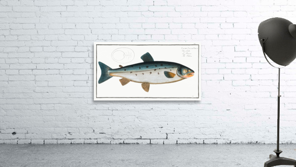 Salmon Salmo Salar Wall Preview