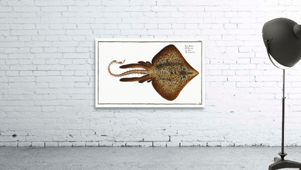 Rough Ray Raja Rubus Wall Preview