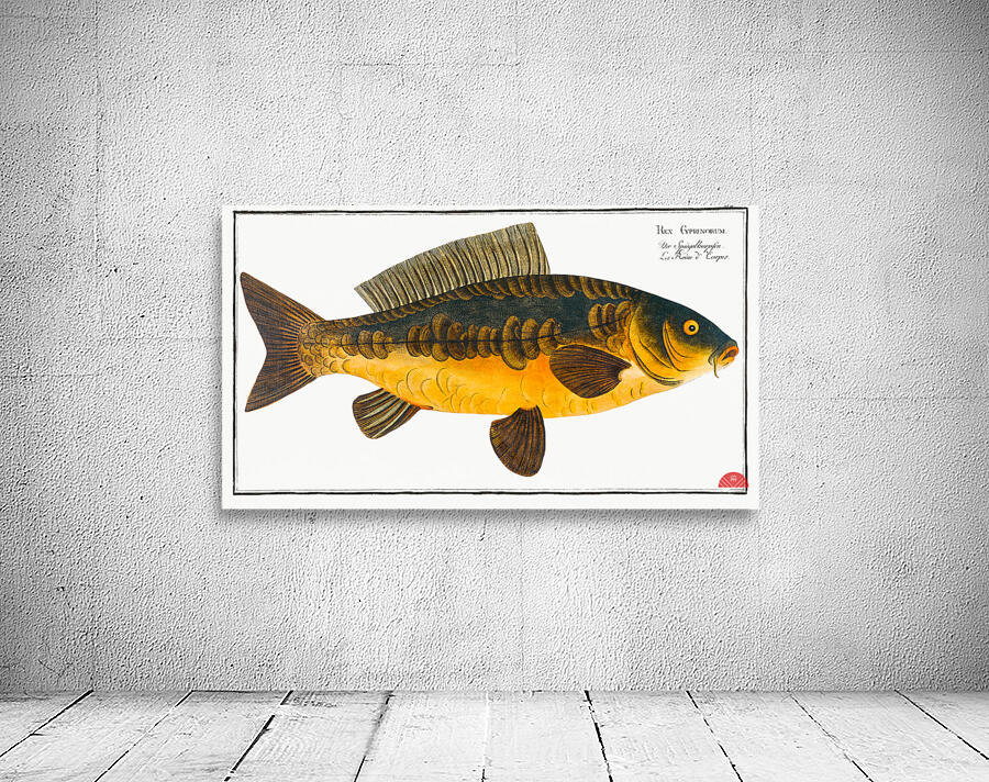 Royal-Carp Rex Cyprinorum Wall Preview