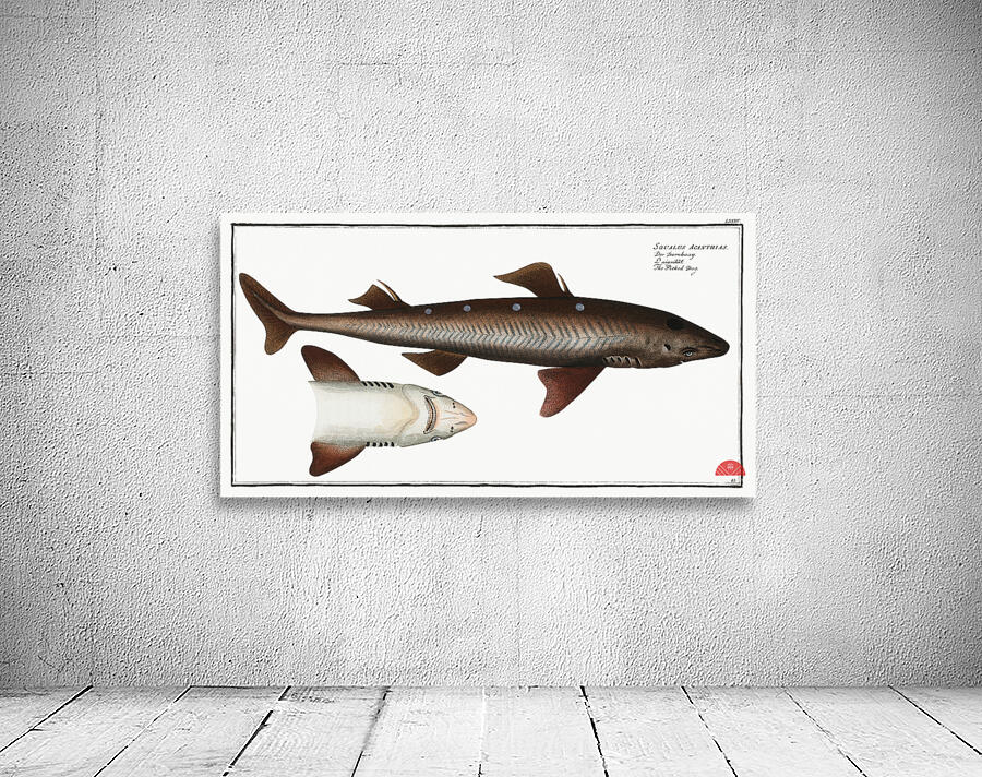 Picked- Dog Squalus Acanthias Wall Preview