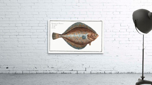Plaise Pleuronectes Platessa Wall Preview