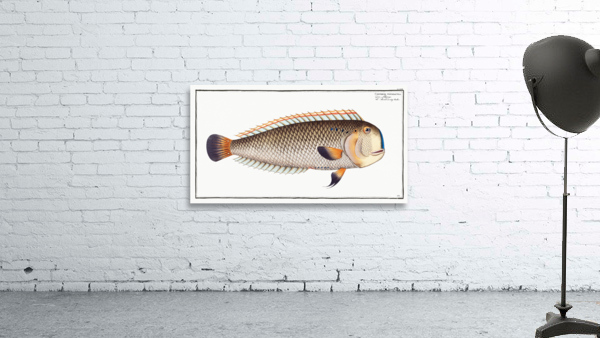 Coryphaena pentadactyla Wall Preview