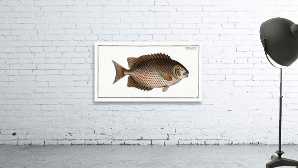 Chaetodon guttatus Wall Preview