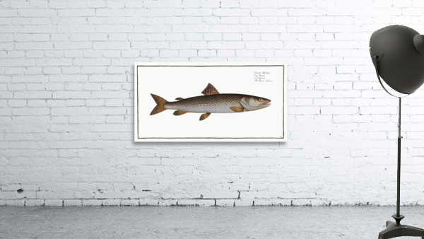 River-Salmon Salmo Hucho Wall Preview