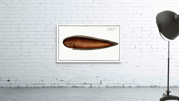 Pleuronectes bilineatus Wall Preview