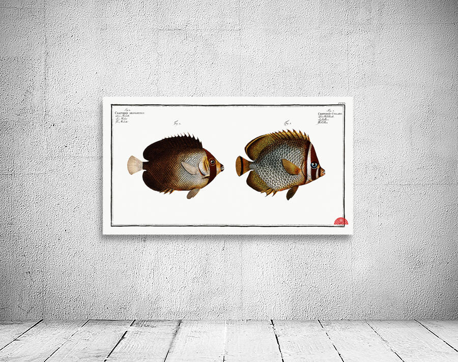 1. Collar Chaetodon Collare 2. Mulatto Chaetodon mesoleucus Wall Preview