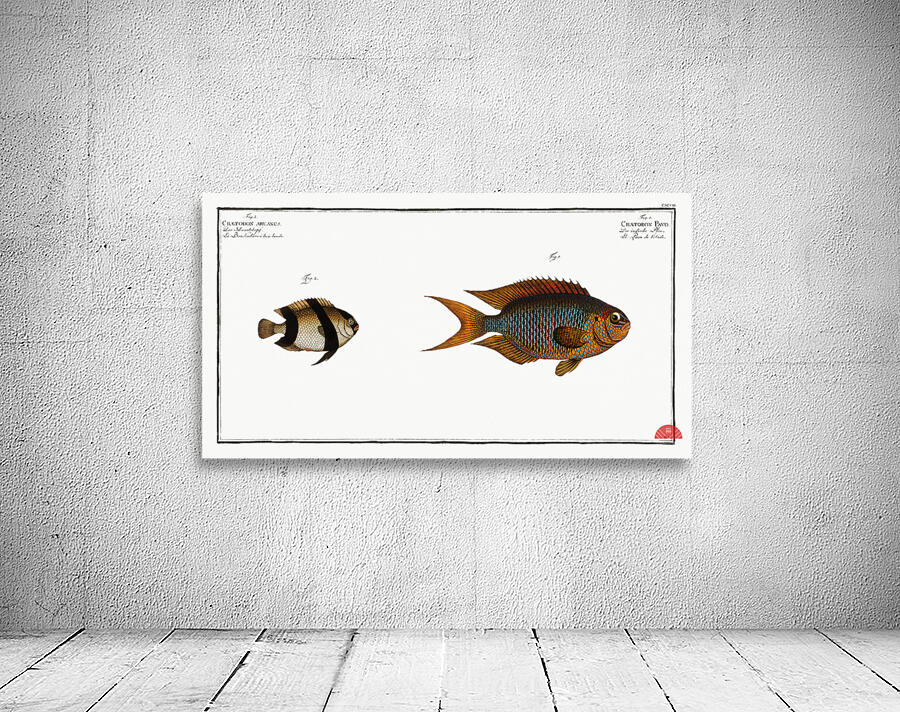 1. Chaetodon Pavo 2. Chaetodon aruanus Wall Preview