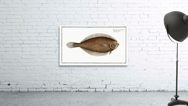 Pleuronectes limandoides Wall Preview