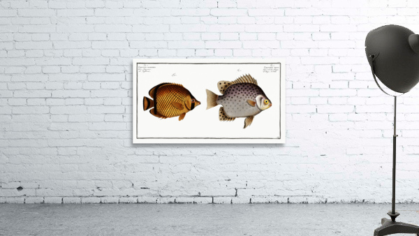 1. Chaetodon Argus 2. Chaetodon vagabundus Wall Preview